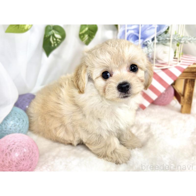 成約済の滋賀県のチワプー:チワワ×トイプードル-411741の3枚目